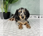 Small #2 Dachshund