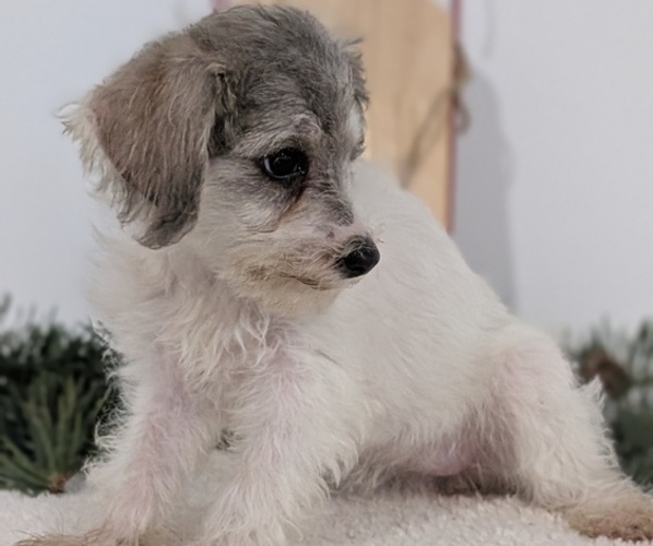 Medium Photo #7 Schnoodle (Miniature) Puppy For Sale in GOSHEN, IN, USA