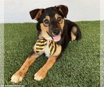 Small #5 Australian Shepherd Mix