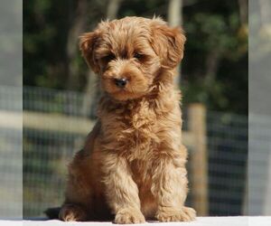Goldendoodle-Poodle (Miniature) Mix Puppy for sale in AUGUSTA, WV, USA