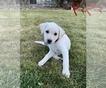 Puppy red Labrador Retriever