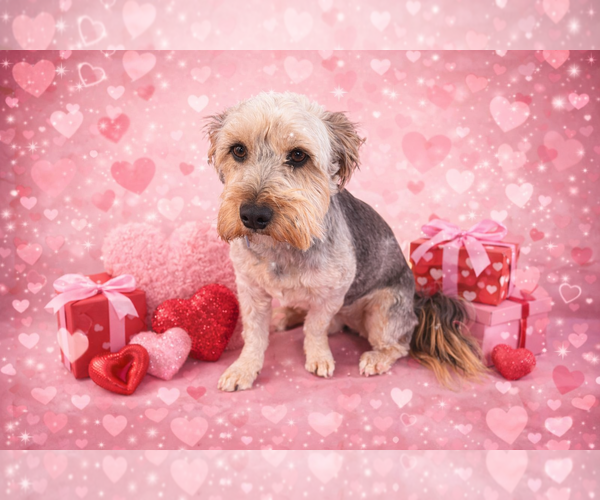 Medium Photo #11 Mutt Puppy For Sale in Allentown,, PA, USA