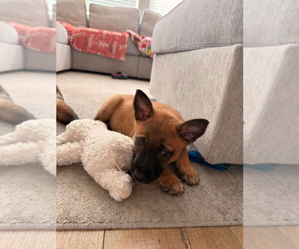 Medium Photo #1 Mutt Puppy For Sale in Imlay City, MI, USA