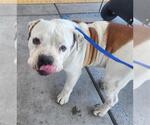Small American Pit Bull Terrier