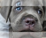 Small Photo #2 Cane Corso Puppy For Sale in BETHLEHEM, PA, USA