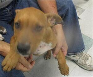 American Pit Bull Terrier-Unknown Mix Dogs for adoption in Oklahoma City, OK, USA