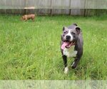 Small #1 Mutt