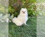 Small #2 Pomeranian