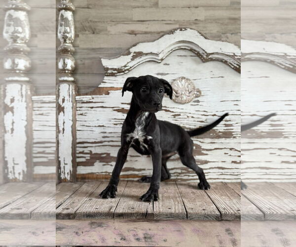 Medium Photo #3 Labrador Retriever-Unknown Mix Puppy For Sale in Rockaway, NJ, USA