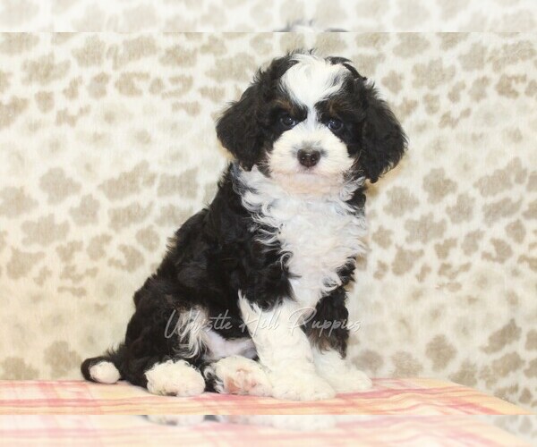 Medium Photo #4 Miniature Bernedoodle Puppy For Sale in DENVER, PA, USA