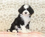 Small #3 Miniature Bernedoodle