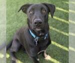Small #3 Labrador Retriever Mix