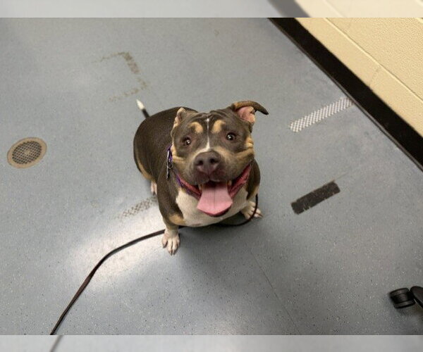 Medium Photo #1 American Staffordshire Terrier Puppy For Sale in Denver, CO, USA