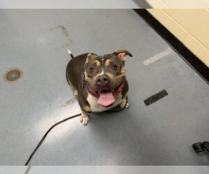 American Staffordshire Terrier Dogs for adoption in Denver, CO, USA