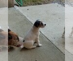Small Photo #8 Jack Russell Terrier Puppy For Sale in FAIRMOUNT, GA, USA