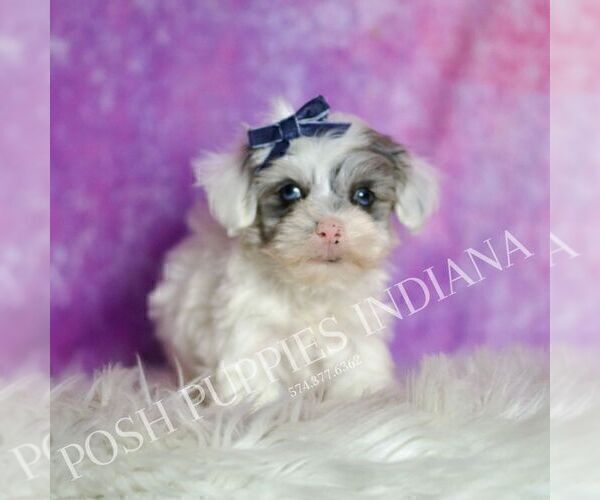 Medium Photo #37 Maltipoo (Toy) Puppy For Sale in WARSAW, IN, USA