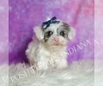 Small #7 Maltipoo (Toy)