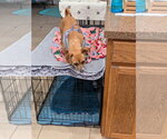 Small #3 Chihuahua Mix