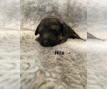 Small #5 Labradoodle