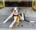 Small #15 American Pit Bull Terrier Mix