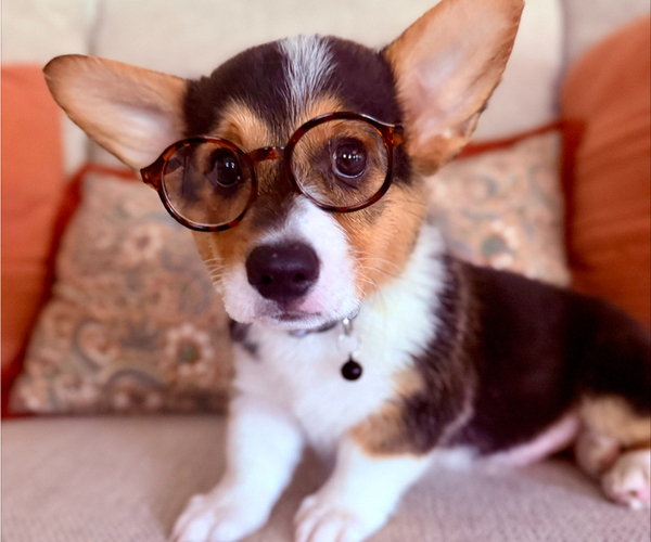 Medium Photo #1 Pembroke Welsh Corgi Puppy For Sale in ROCKWALL, TX, USA