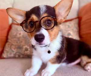 Pembroke Welsh Corgi Puppy for sale in ROCKWALL, TX, USA