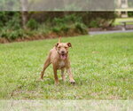 Small #2 Mutt