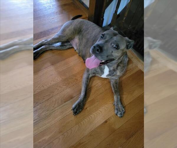 Medium Photo #1 American Pit Bull Terrier Puppy For Sale in Derwood, MD, USA