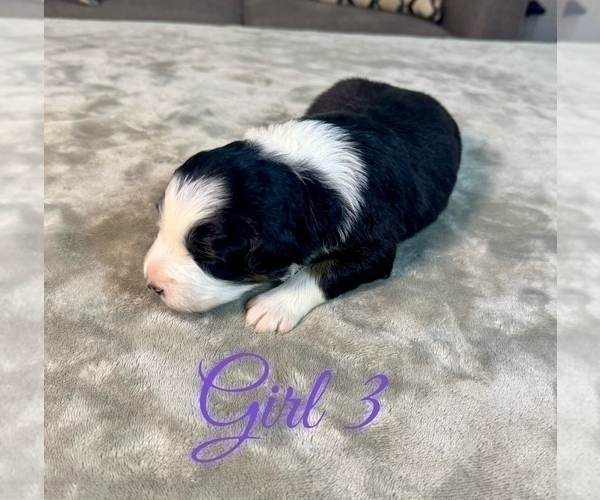 Medium Photo #82 Australian Shepherd Puppy For Sale in SALISBURY, NC, USA