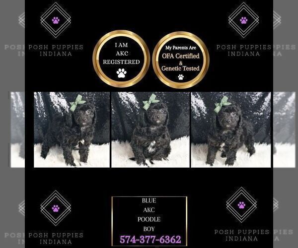 Medium Photo #59 Poodle (Toy) Puppy For Sale in WARSAW, IN, USA