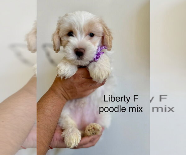 Medium Photo #1 Poodle (Miniature) Puppy For Sale in Studio City, CA, USA