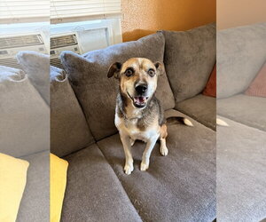 Beagle-Unknown Mix Dogs for adoption in Fort Collins, CO, USA