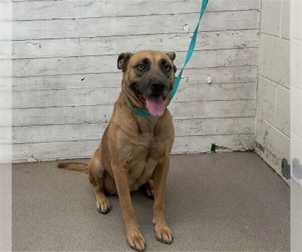 Medium Photo #1 German Shepherd Dog-Unknown Mix Puppy For Sale in San Bernardino, CA, USA