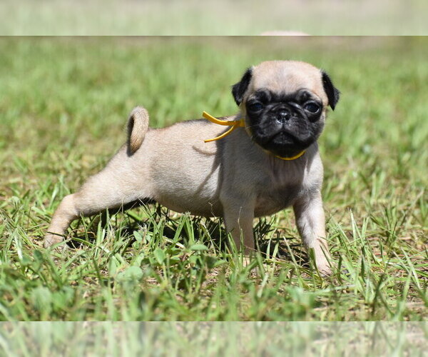Medium Photo #4 Pug Puppy For Sale in PALM COAST, FL, USA