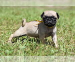 Small #3 Pug