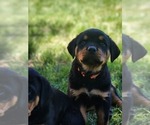 Puppy Michelangelo Rottweiler