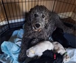 Small Photo #34 Goldendoodle Puppy For Sale in LOUISA, VA, USA
