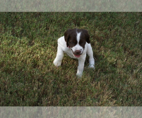 Medium Photo #13 Brittany Puppy For Sale in HAMILTON, GA, USA