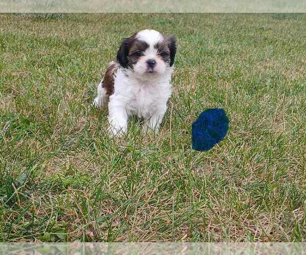 Medium Photo #1 Shih Tzu Puppy For Sale in BURBANK, IL, USA