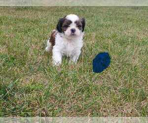 Shih Tzu Puppy for sale in BURBANK, IL, USA