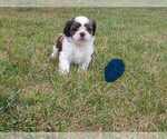 Small Shih Tzu