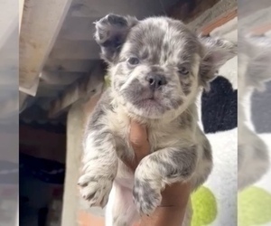 French Bulldog Puppy for sale in COLUMBUS, OH, USA