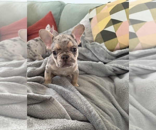 Medium Photo #11 French Bulldog Puppy For Sale in MONTEREY PARK, CA, USA