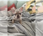 Small #10 French Bulldog