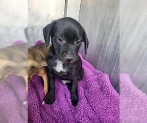 Chihuahua-Unknown Mix Dogs for adoption in San Antonio, TX, USA