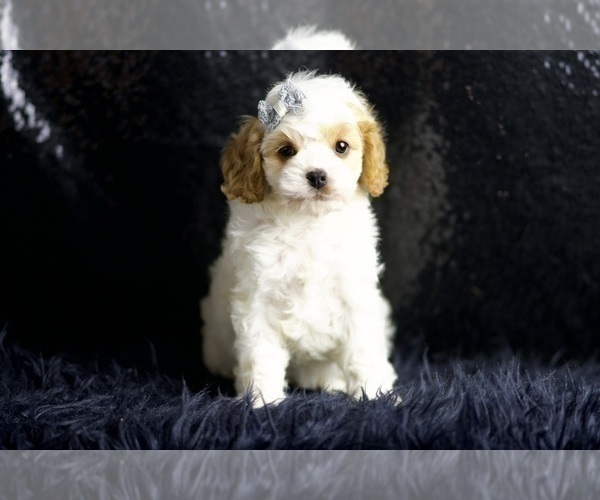Medium Photo #5 Cavapoo Puppy For Sale in WARSAW, IN, USA