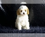 Small #4 Cavapoo