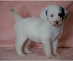 Small Photo #5 Poodle (Standard)-Shepadoodle Mix Puppy For Sale in FREDERICKSBG, OH, USA