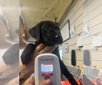 Small #1 Labrador Retriever Mix