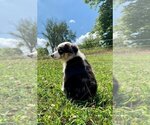Small Photo #3 Australian Shepherd Puppy For Sale in WARSAW, IN, USA